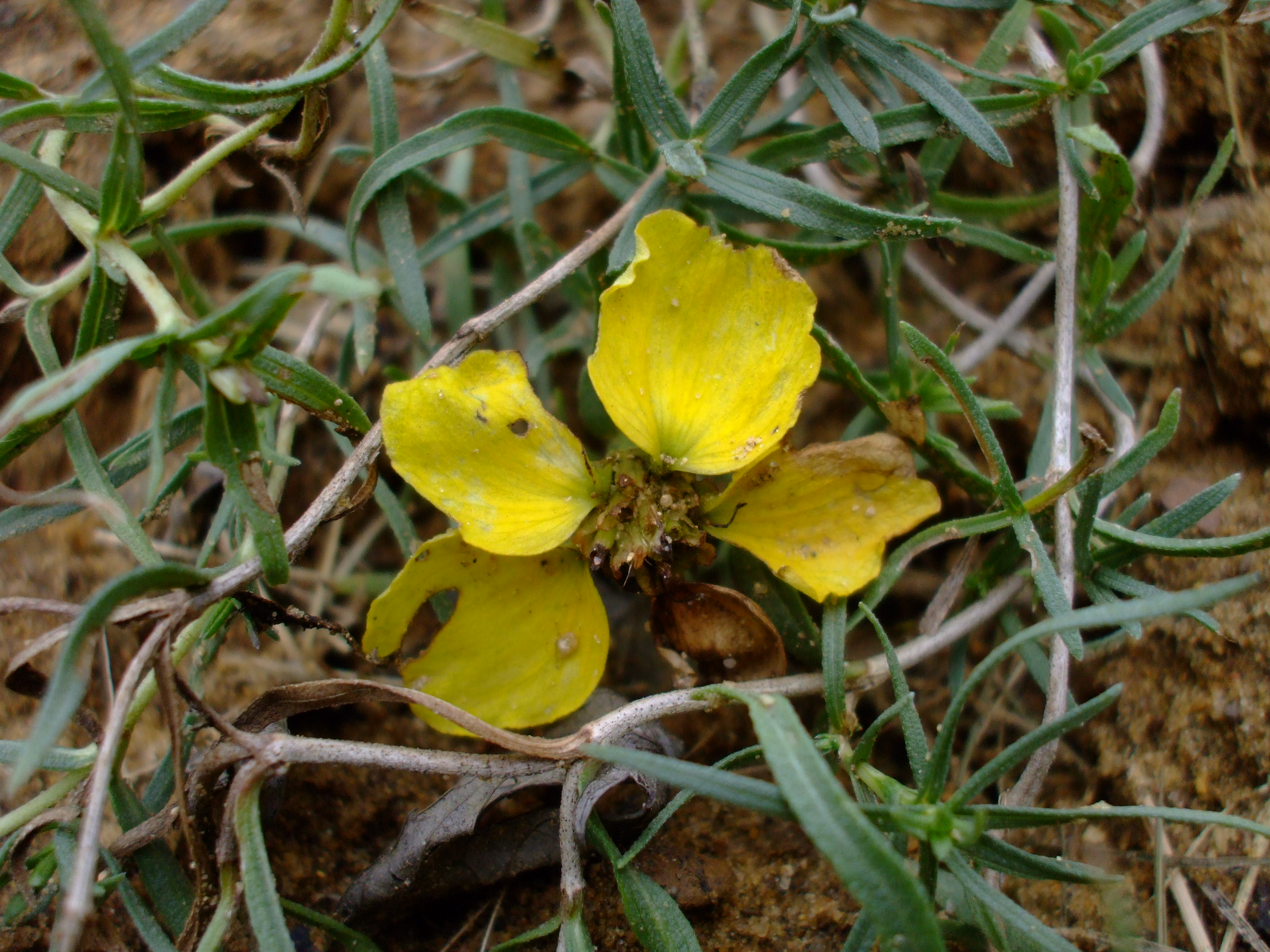 Zinnia grandiflora